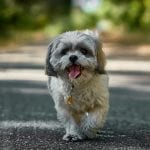 Is it a Good Idea to Rescue a Dog if You Have a Child?