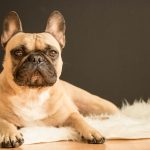Getting Ready to Welcome a Dog into Your Home