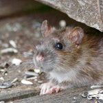 Do You Have Rodents in Your Home?