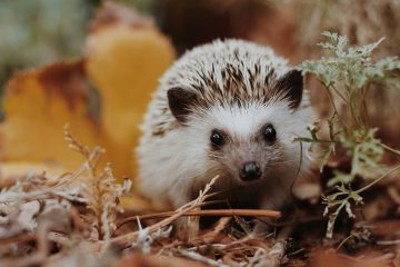 Hedgehog_season_garden_preparation_EssexMums