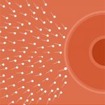 Sperm Health