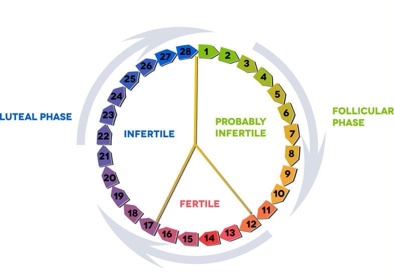 The timing of the “fertile window” in the menstrual cycle: day