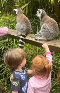 Colchester zoo lemurs