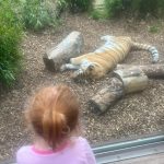 We Visited: Colchester Zoo