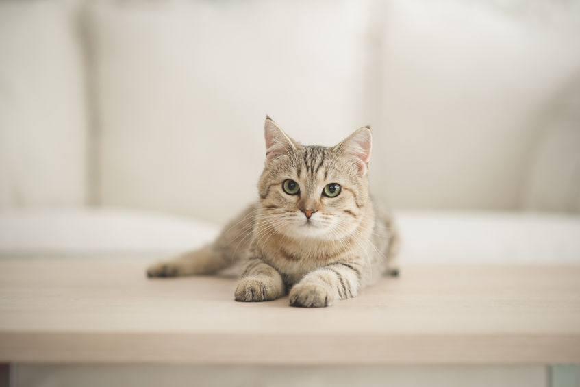 Pet Ownership: Tips for Keeping Animals Healthy