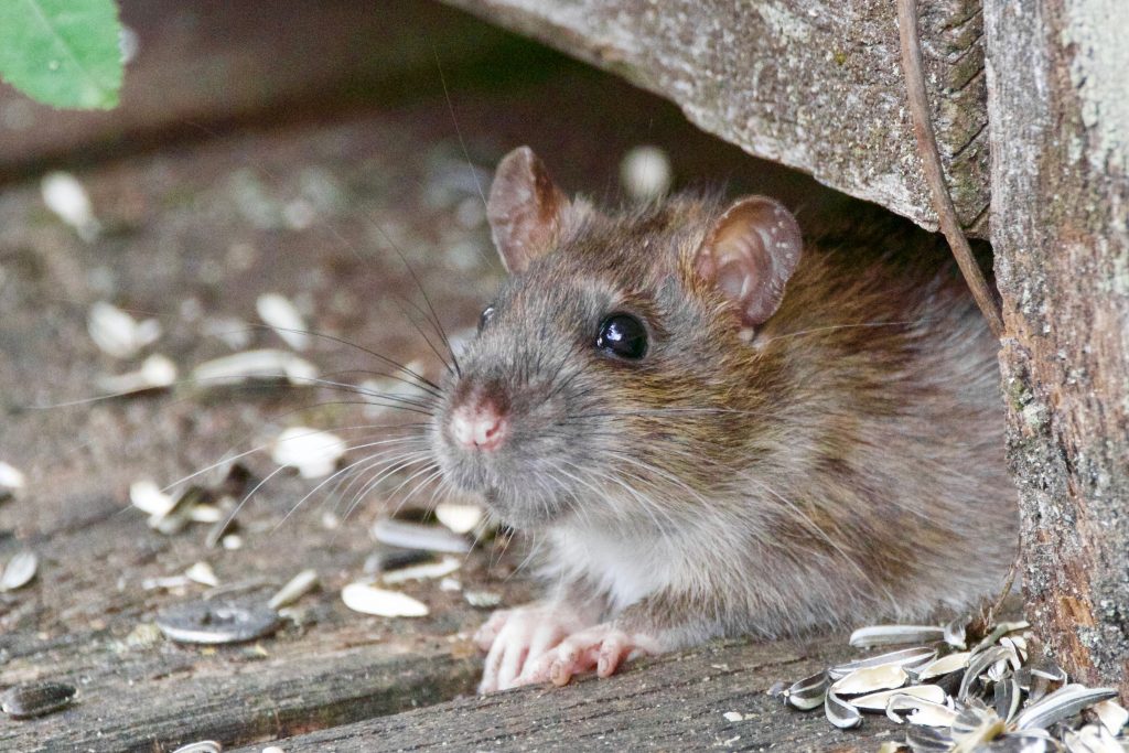 5 Signs You Have a Rodent Infestation