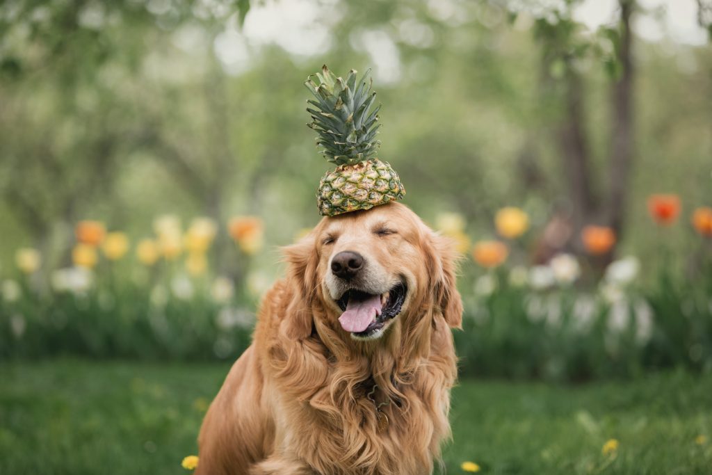 9 Reasons Why Pineapple Is Good For Your Dog