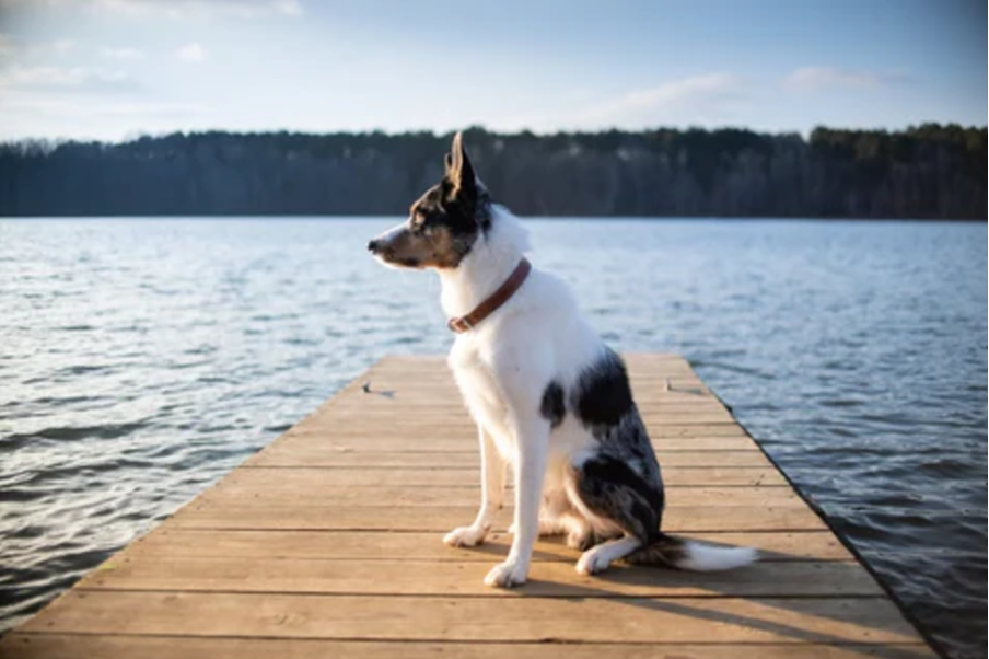 Ensuring Your Dog’s Safety with Pawious GPS Dog Fence: A Comprehensive Guide